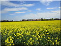 Oilseed rape at Langtoft in PE6 9RG