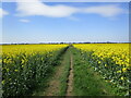 Permissive path through oilseed rape, Langtoft in PE6 9ND