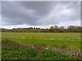 Field north of Goring Lane in RG7 3AP
