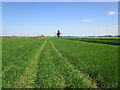 Autumn sown barley, Middle Field, Baston in PE6 9NP