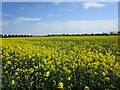 Oilseed rape near Langtoft in PE6 9RG