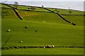 Twitchen : Grassy Field & Sheep in EX36 3JU