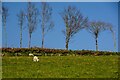 Twitchen : Grassy Field & Sheep in EX36 3LS