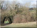 Tree tunnel, Walton Downs in KT18 5PU