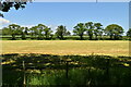Field by Swanton Lane in TN25 7JR