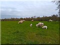 Sheep and lambs by Fullers Lane in East Woodhay