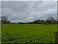 Field south east of Grateley Lodge in SP4 0DS