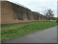Dead climbing plants on a timber yard wall, Derby in DE24 8RN
