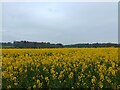 Rapeseed off Inkpen Road in RG17 9EB