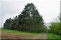 Spinney of Pines by Footpath 7 in CO8 5JP