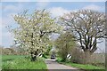 Cherry Blossom by Nayland Road in CO6 4DE