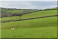 Rolling fields above Great Wanson in EX23 0YW