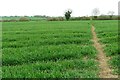Footpath across the field in SG9 0PA