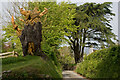 Carvings in a tree stump in EX39 5BW