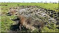 Wet area in field SE of Carnetley in CA8 2PR