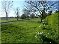 Daffodils along Holmes Lane in DN15 9QY
