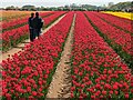 Tulips for Tapping 2023, near Sandringham in Norfolk - Photo 1 in PE31 6BA