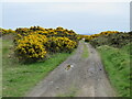 Gorse bushes at Balgownie Links near Aberdeen in AB23 8BD