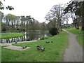 Ducks by the pond, Denmore, Aberdeen in AB23 8JS