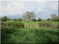 Grassland with trees near Stoke Dry in Stoke Dry