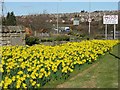 Daffodils at Lothianburn in EH10 7BL