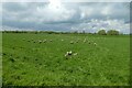 Sheep in a field near the River Nidd in YO26 8DB