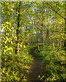 Path in Bull's Wood, Cockfield in IP30 0JE