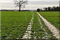 Footpath across field in TN11 0LT