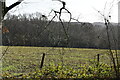 Field between Waste Wood and Hole Wood in TN22 4PY