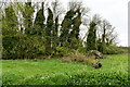 Elsing: Edge of a wooded area in NR20 3UD