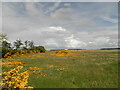 Scrubland at former RAF base at Kinloss in Kinloss