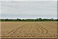 Hockering: Crop beginning to show in NR20 3JD