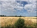 Ripening wheatfield in PE6 0TS