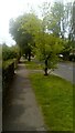 Trees in Bradleigh Avenue in RM17 6RX