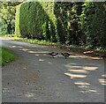 Pheasant confrontation, Upton Bishop, Herefordshire in HR9 7UE