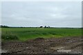 Fields near Red Hall Farm in Southern Villages Ward