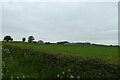 Fields near Goslingmire in TS15 0JU