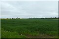 Fields north of Rudby in TS15 0JJ