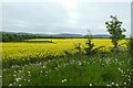 Rape fields and Hutton Rudby Park in TS15 0YU
