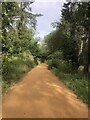 Woodland path at Holkham Nature Reserve in NR23 1RN