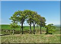 Stand of trees north west of Boarsgrove in Heathylee