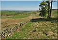 Tumbledown boundary wall north of Boarsgrove in Heathylee