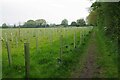 Plantation by Footpath to Wix Road in CO12 5BL