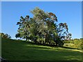 Copse at Bosinver in PL26 7DS