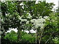 Hawthorn blossom and pasture in PR5 0RL