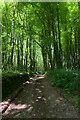 Woodland track in TR14 9LJ