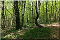 Roadside woodland in TR14 9LJ