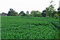 Looking over the field to St Nicholas in CM23 1BB