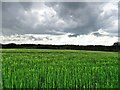 Cereal crop, Newton Bridge in IP14 4PD