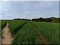 Adbury Farm tramlines in RG20 4HD